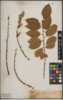Foto von Salix caprea L.